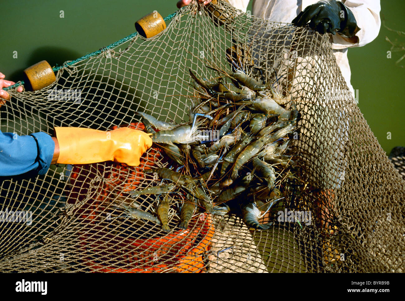 Harvesting giant freshwater prawns (Macrobrachium rosenbergii) at a commercial prawn farm / Sabana Grande, Puerto Rico. Stock Photo