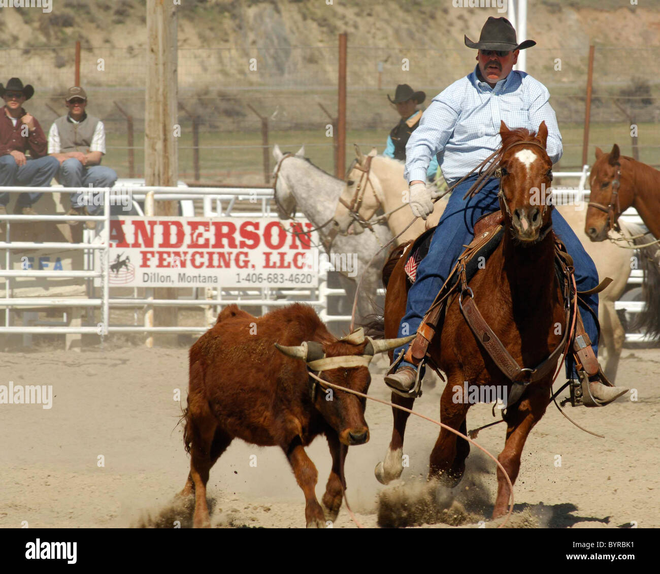 Salmon select horse sale hires stock photography and images Alamy