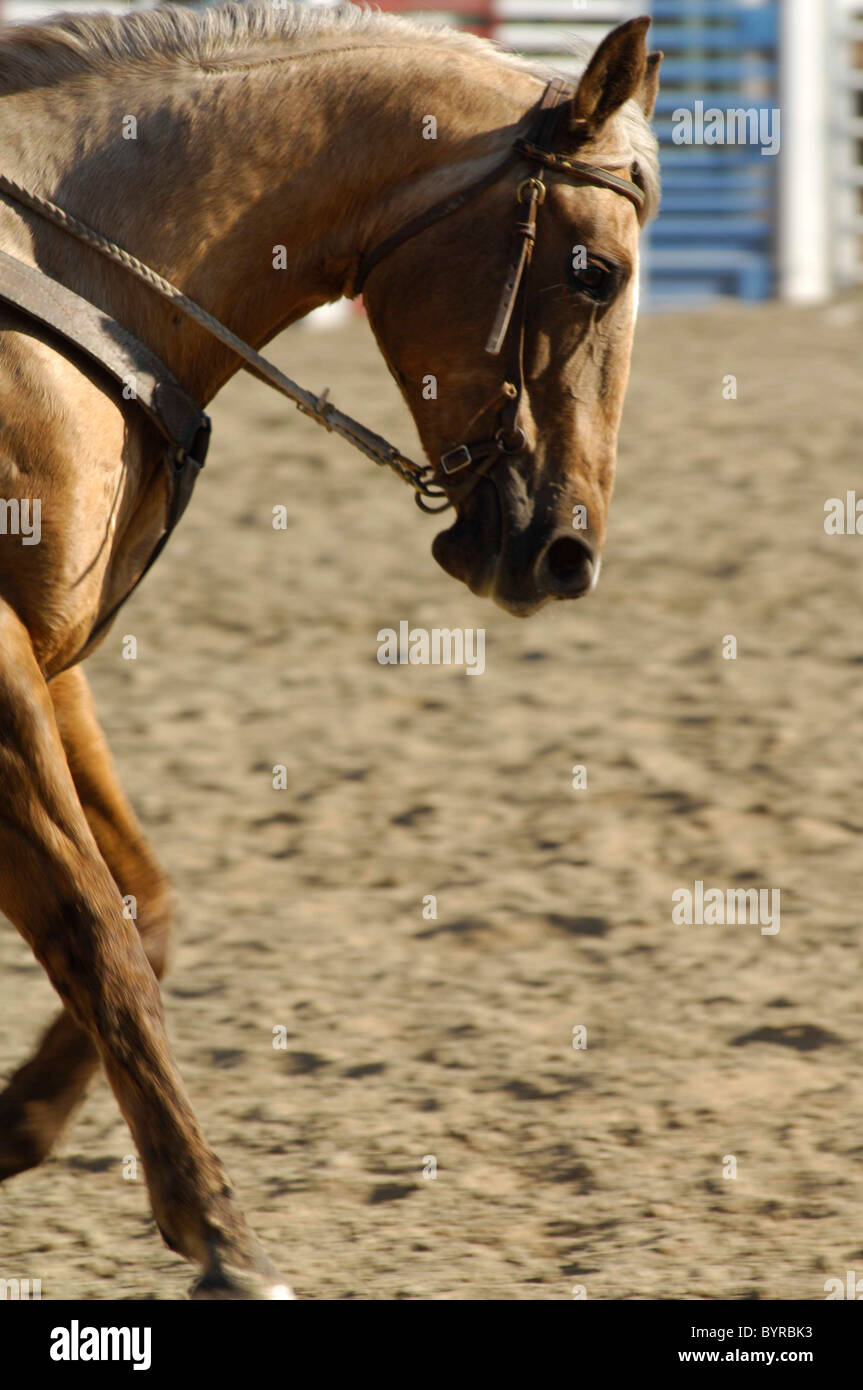 Salmon Select Horse Sale, Rodeo, Salmon, Idaho Stock Photo Alamy