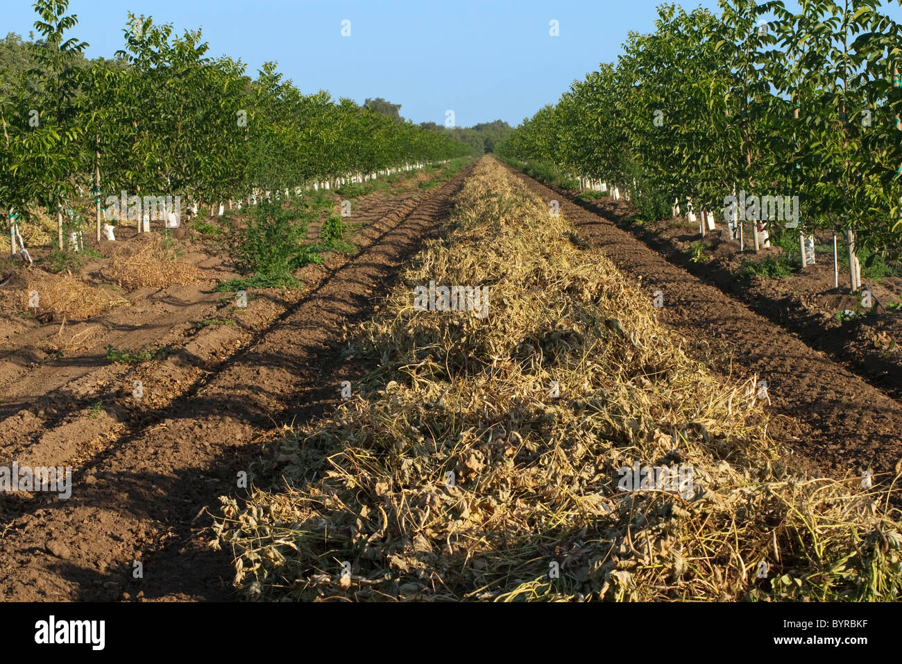 Kidney beans, cut and windrowed for drying before harvest, grown between rows of newly planted walnut trees / California, USA. Stock Photo