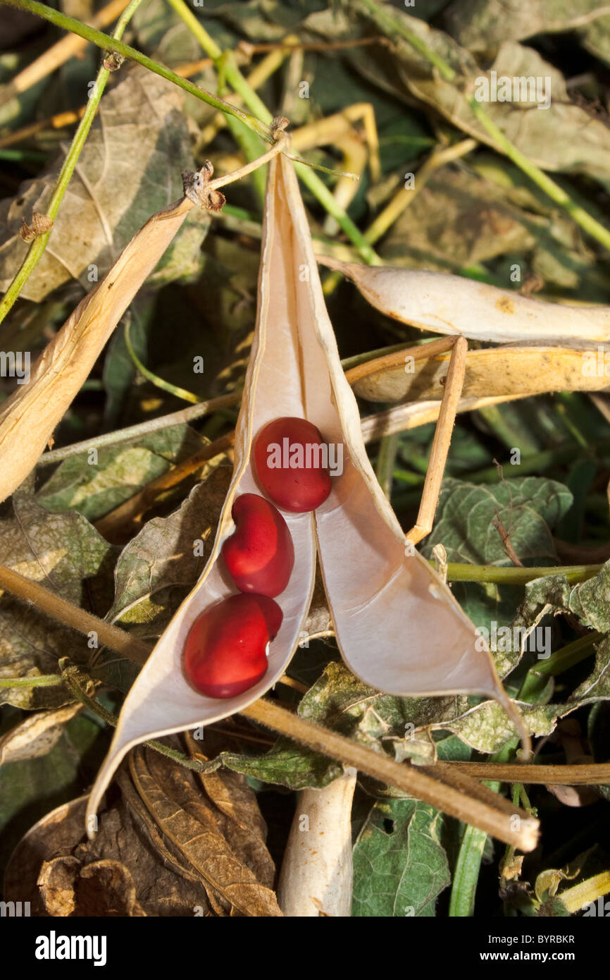 Closeup of kidney beans, cut and windrowed for drying before harvest, with one pod cracked open