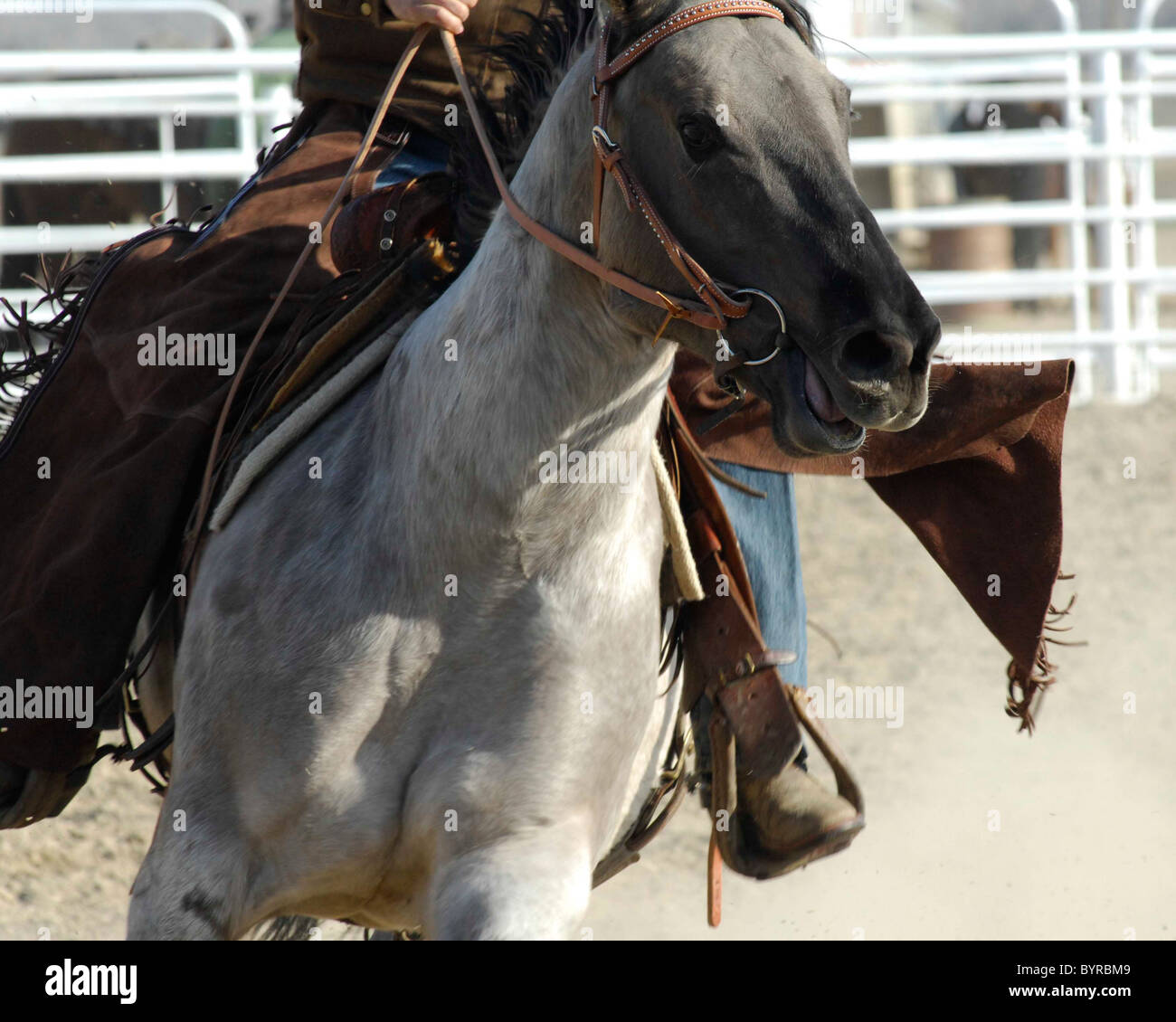 Salmon Select Horse Sale, Rodeo, Salmon, Idaho Stock Photo Alamy