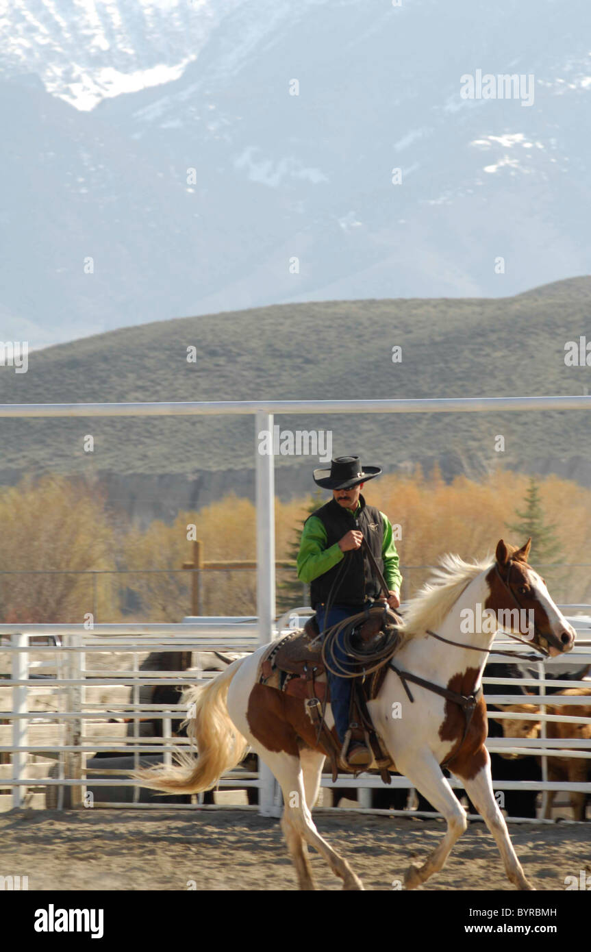 Salmon Select Horse Sale, Roping, Team Roping, TieDown Roping, Calf