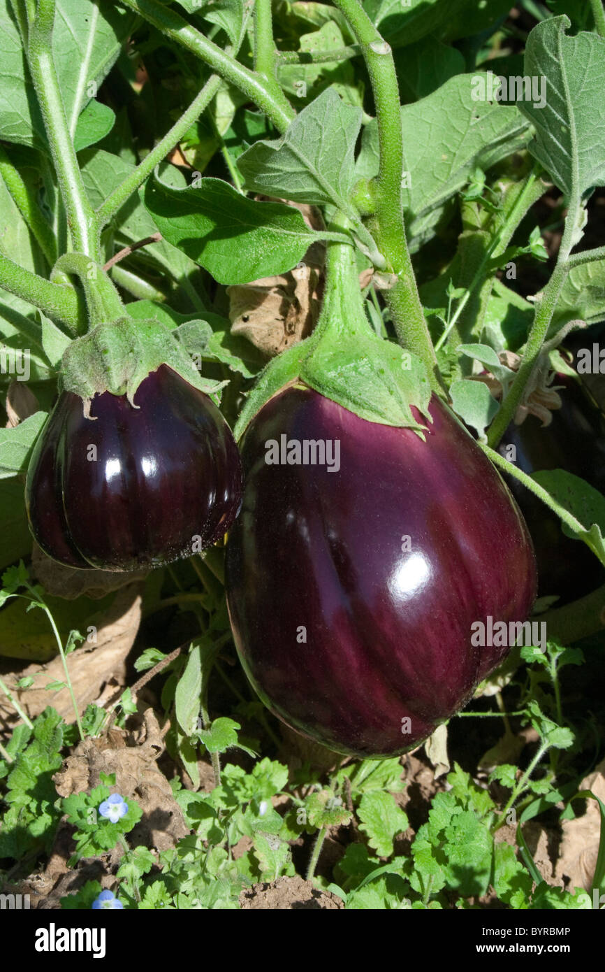 Agriculture Organic eggplants growing on the vine / Dixon, California