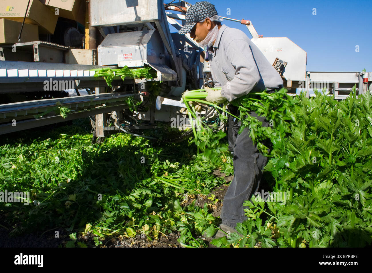 Agriculture Field worker harvesting celery / Salinas, California, USA