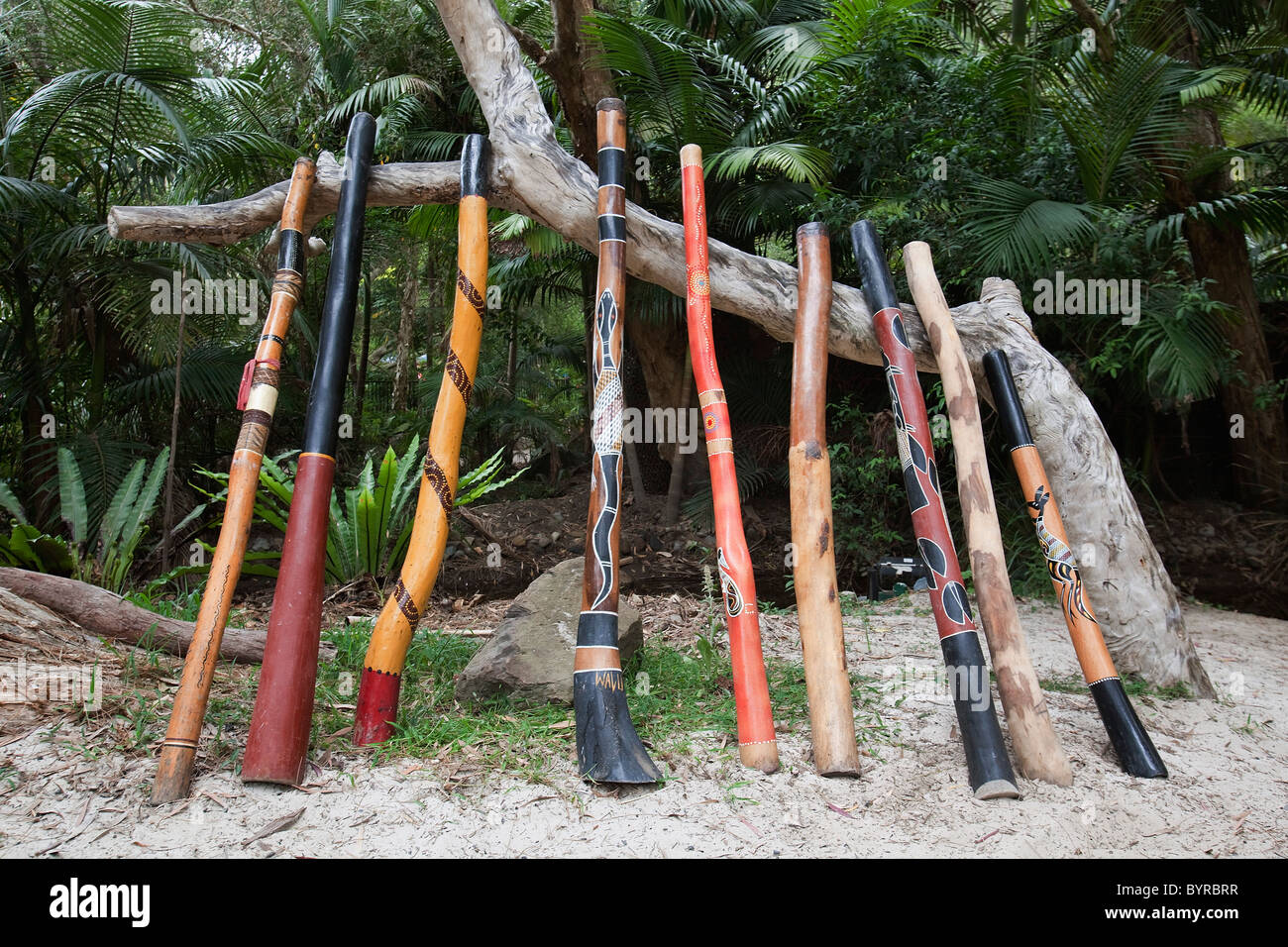 a variety of didgeridoo lined up and leaning against a tree branch; queensland, australia Stock