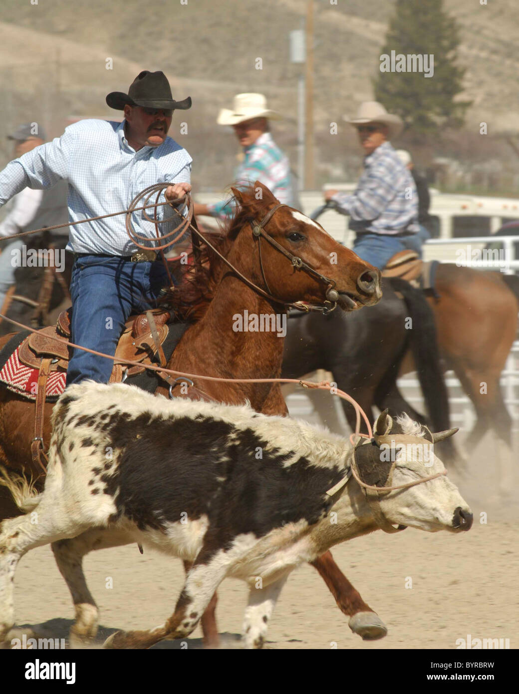 Salmon Select Horse Sale, Roping, Team Roping, TieDown Roping, Calf