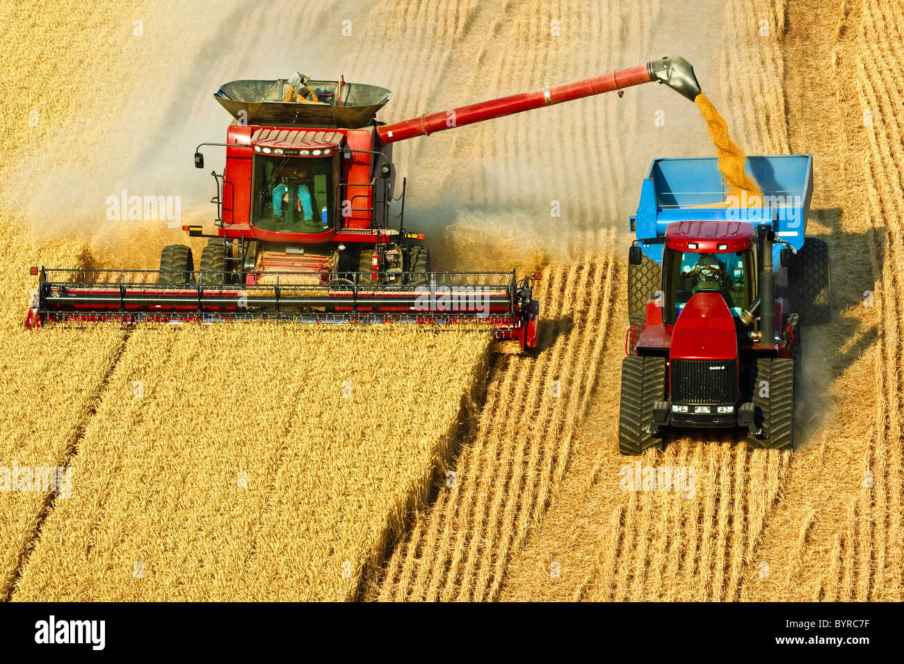 A Case IH combine harvests wheat while unloading “onthego” into a