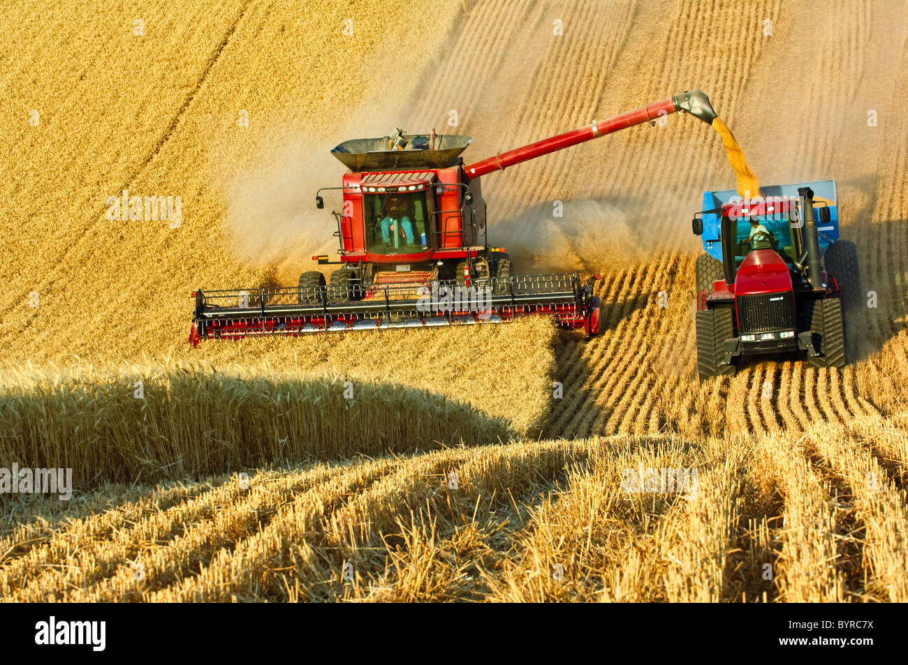 A Case IH combine harvests wheat while unloading “on-the-go” into a grain cart pulled by a tracked tractor / Washington, USA. Stock Photo
