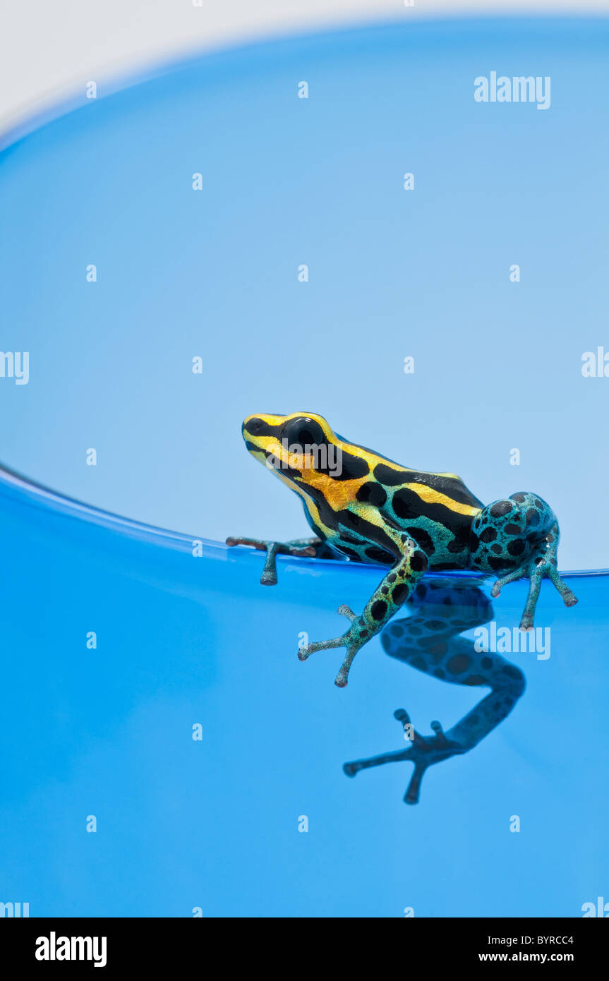 black, yellow and blue poison dart frog (dendrobates ventrimaculatus) Stock Photo