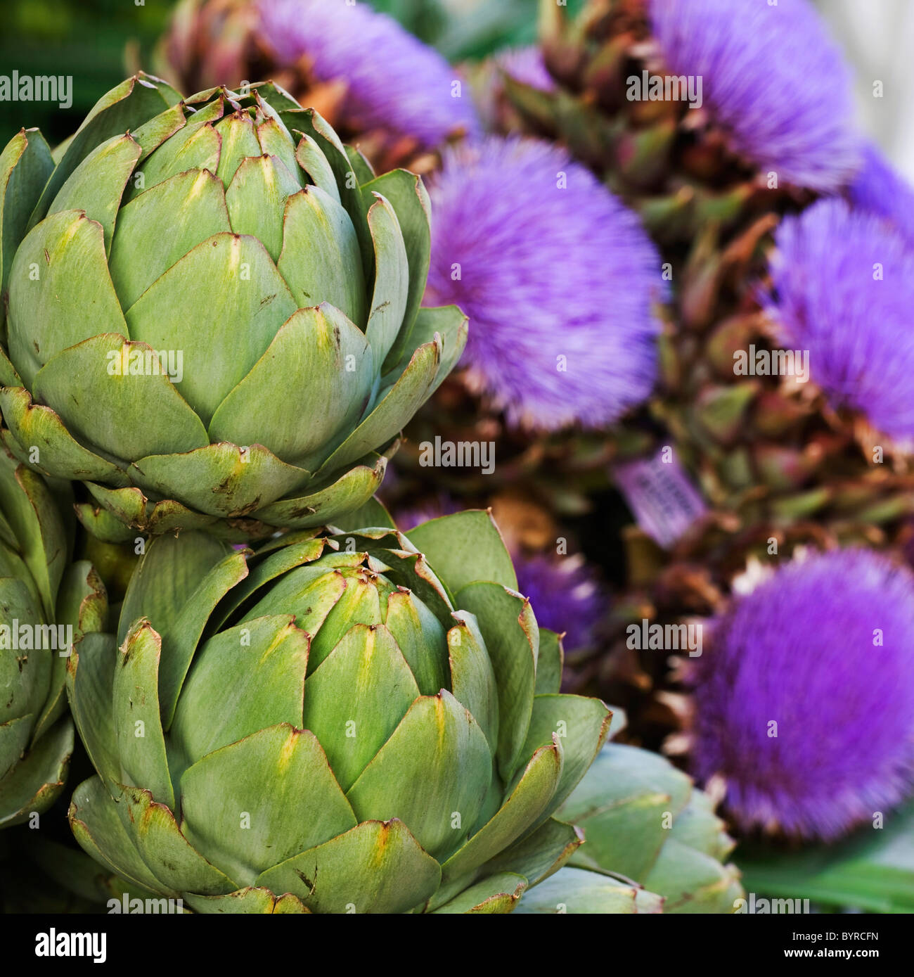 artichokes with artichoke flowers in the background; munich, germany Stock Photo