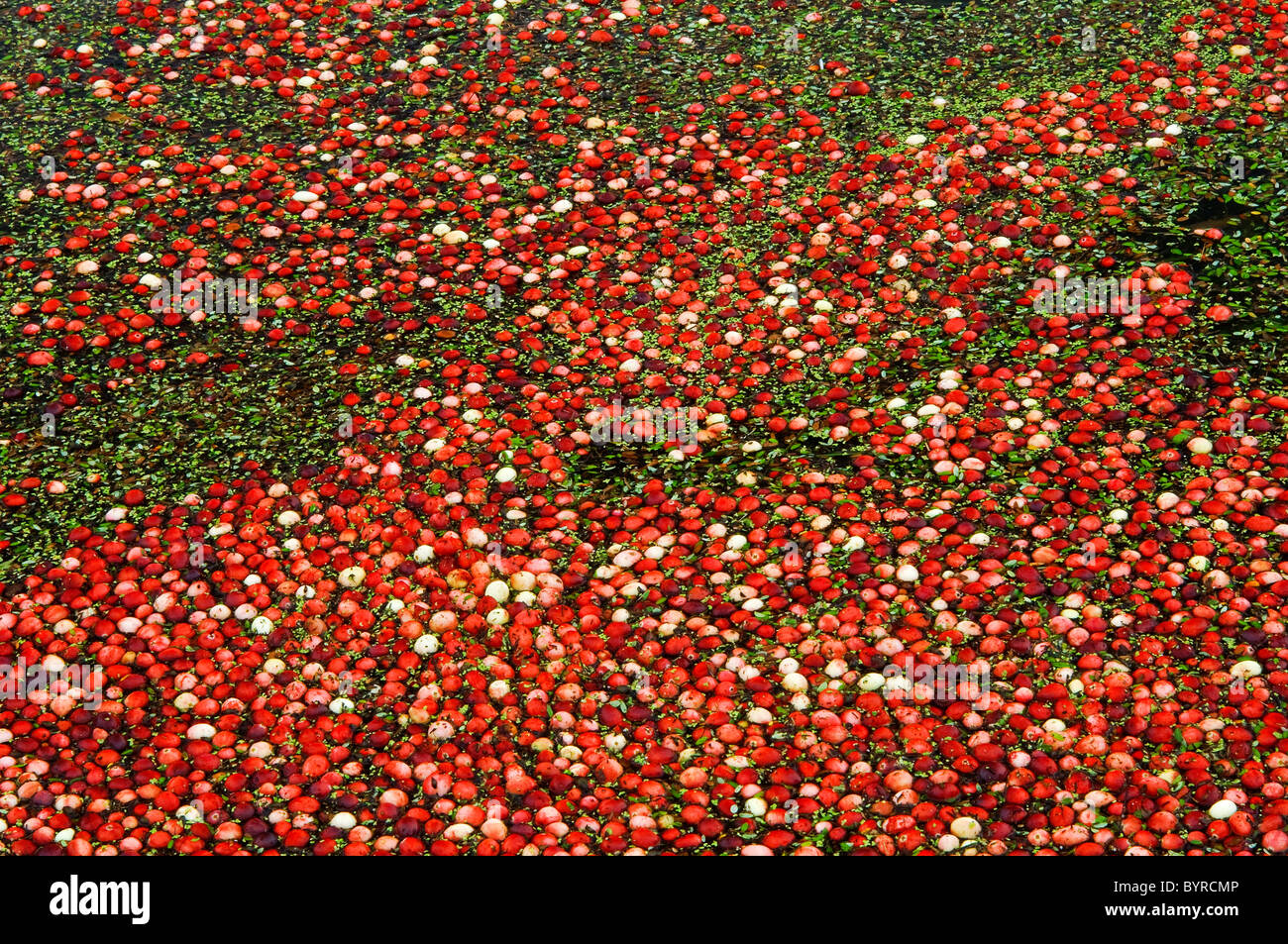 Agriculture Mature cranberries floating in a bog during the harvest