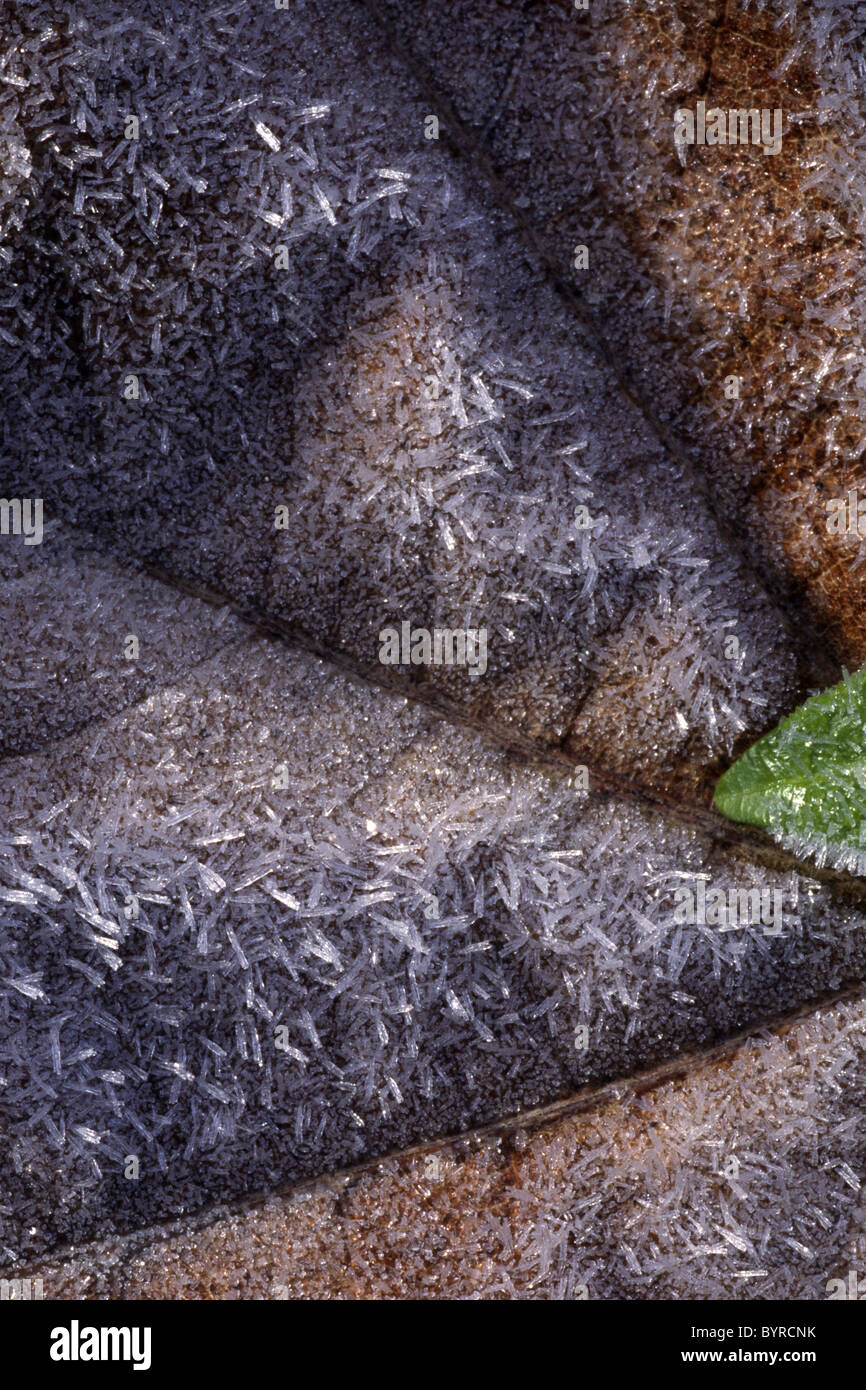 Abstract image of a frosted dried leaf with a new leaf tip Stock Photo