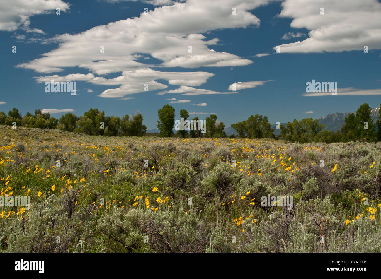 Wild Flowers in Wyoming, USA Stock Photo Alamy