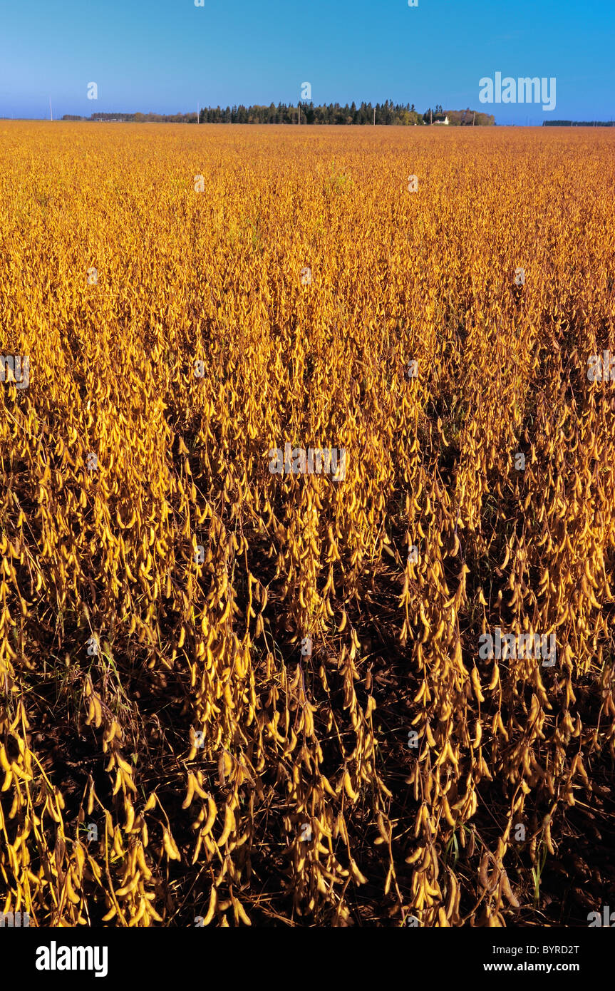 Agriculture Large field of mature, harvest ready soybeans in late