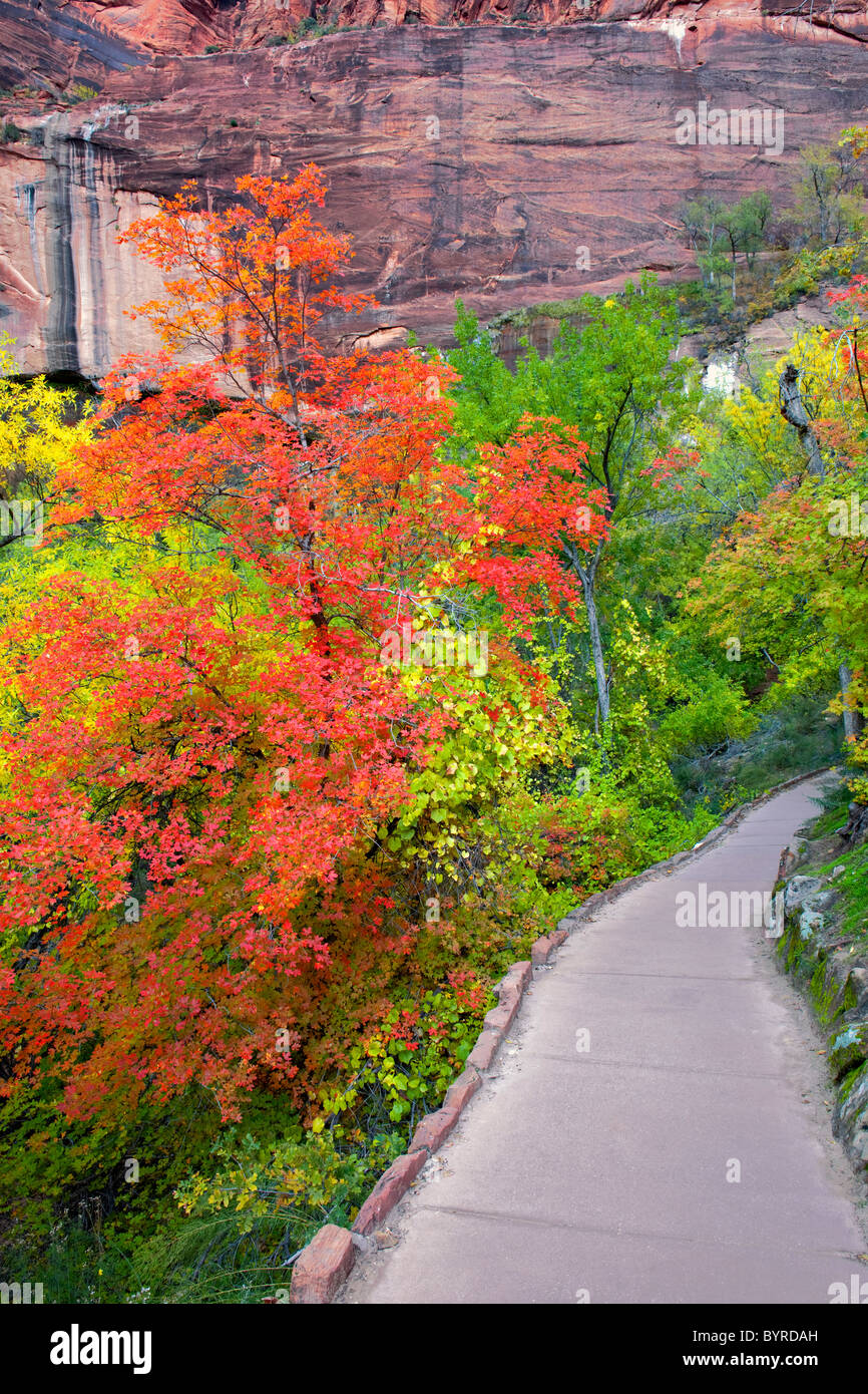 Autumn bigtooth maple trees along the path to Weeping Rock in Utah's