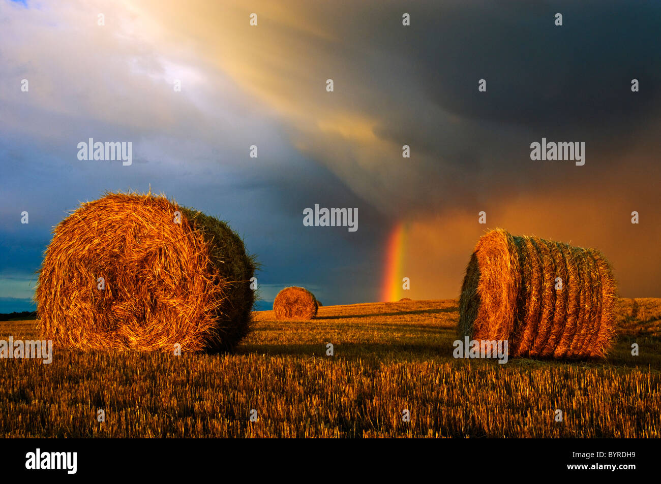 Agriculture A rainbow and storm clouds above a field of round wheat