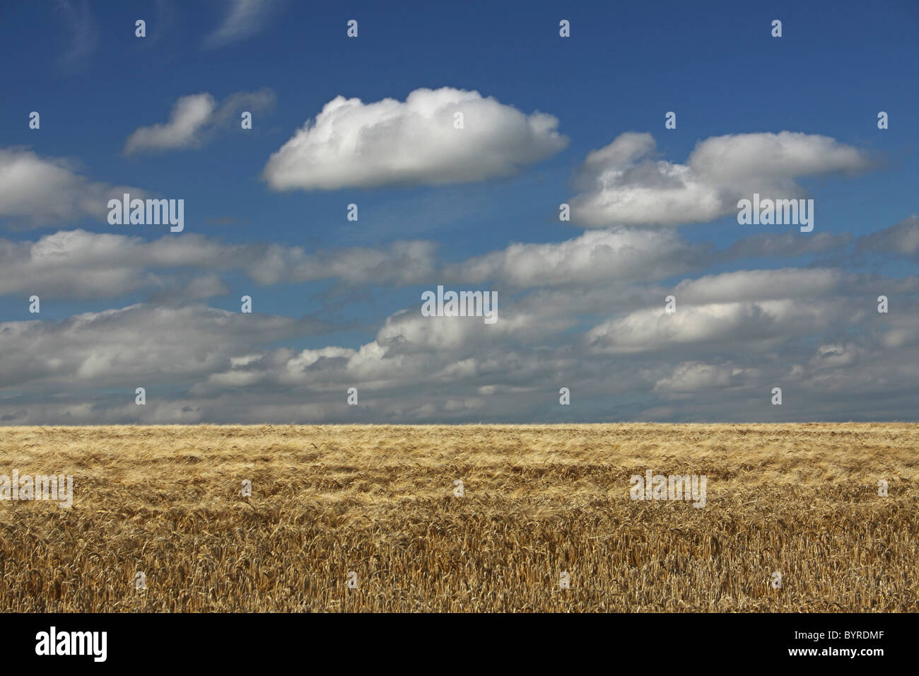 a barley field in east cork in munster region; ballycotton, county cork