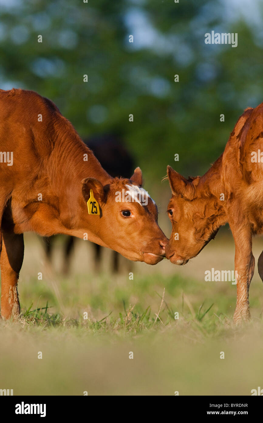 Livestock - Crossbred calves sniffing each other / Childress, Texas, USA. Stock Photo
