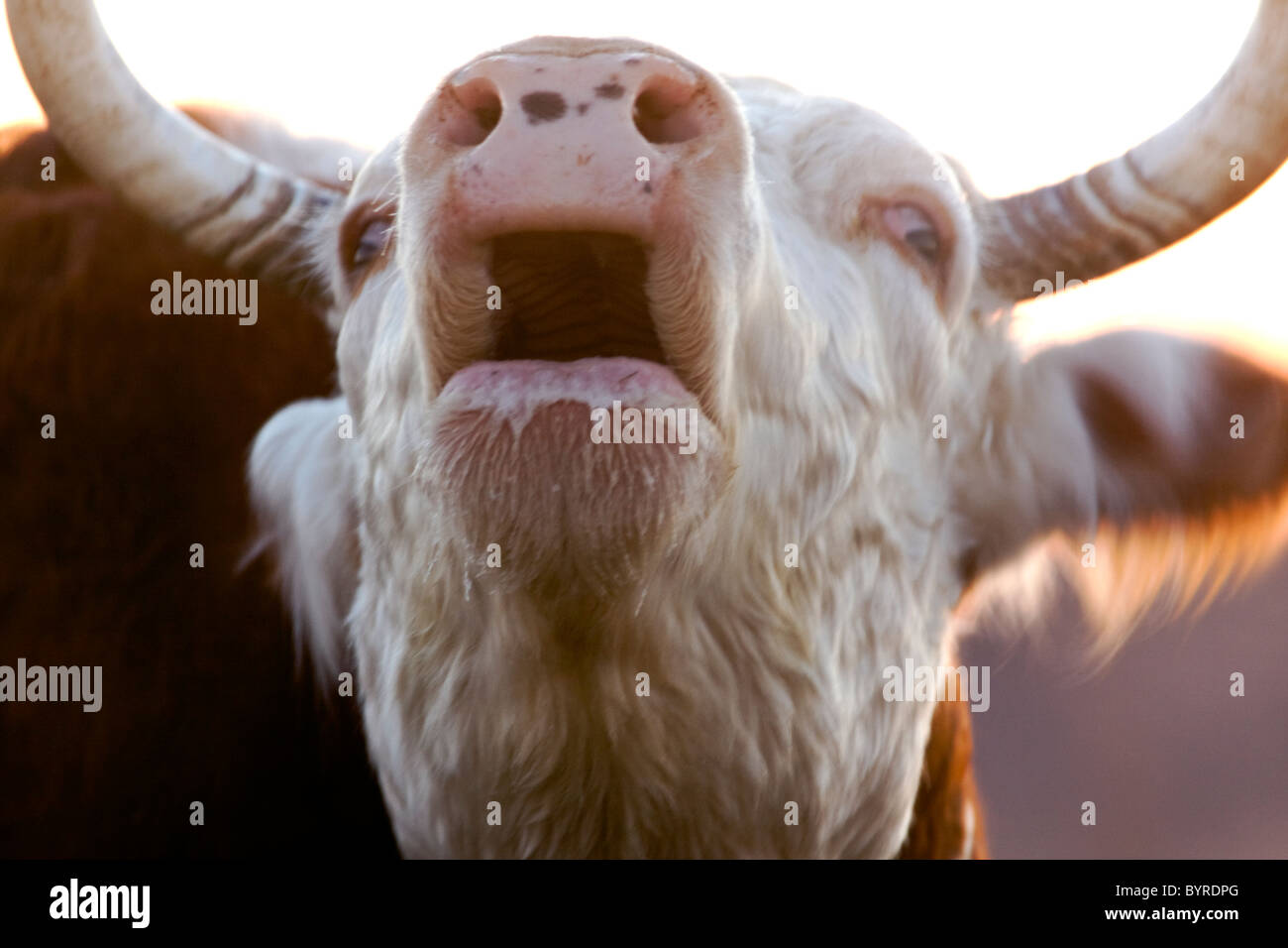 Livestock - Closeup of a Hereford cow mooing / Childress, Texas, USA. Stock Photo