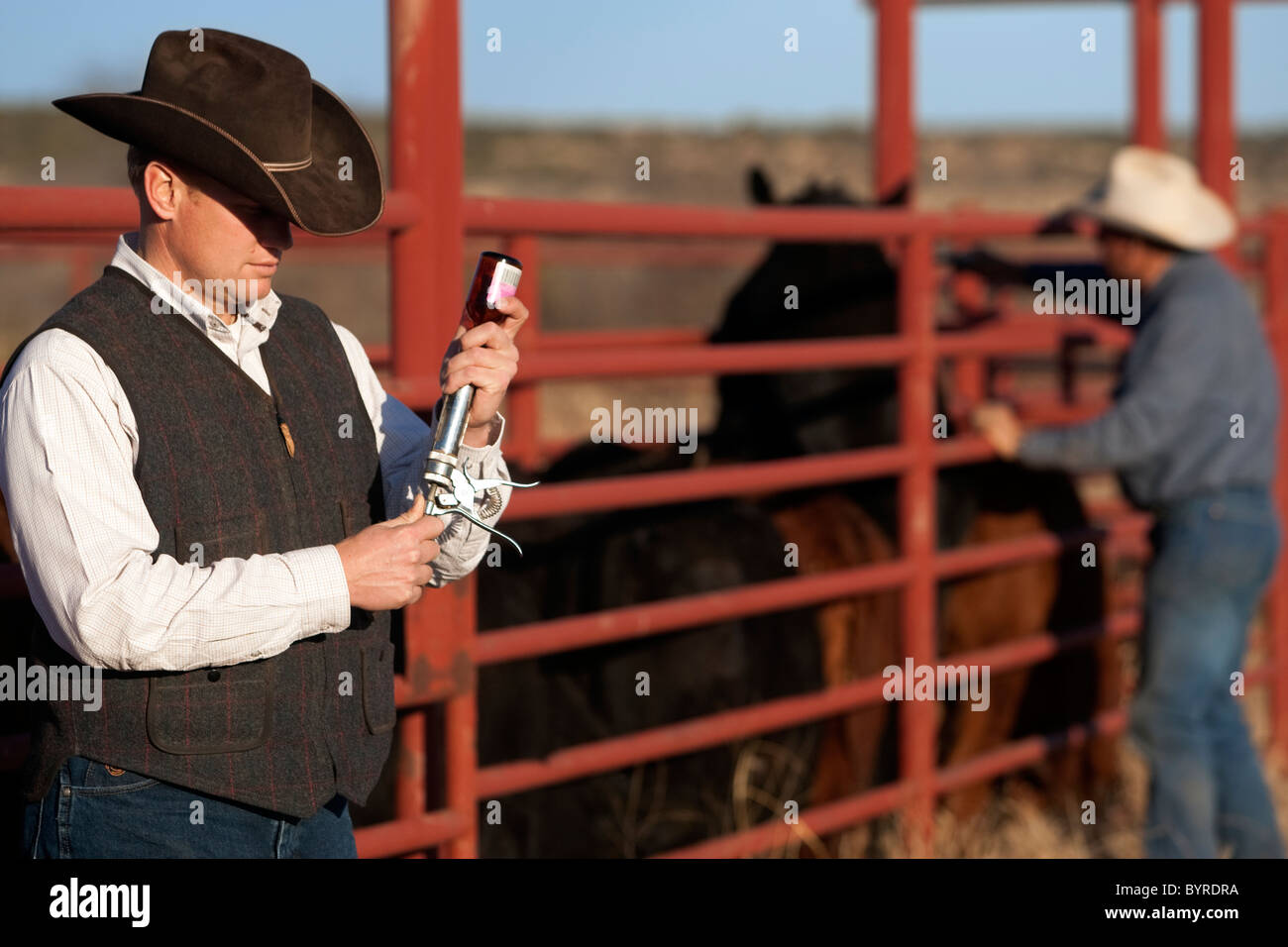 Rancher filling a syringe to doctor cattle in a corral while another ...