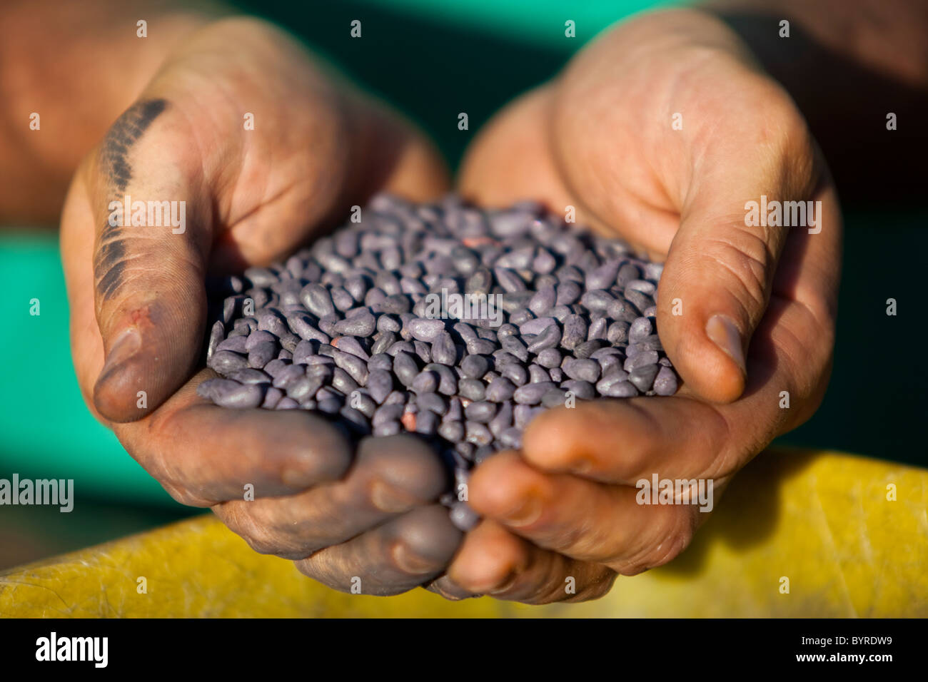 Livestock - Farmer holding cotton seed treated with fungicide / Childress, Texas, USA. Stock Photo