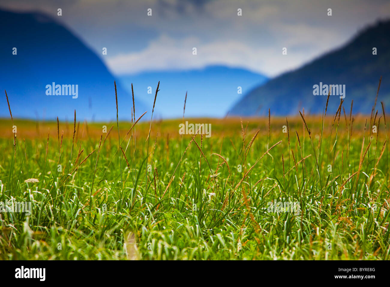 grass on the dyea tidal flats with the chilkat mountains in the background; skagway, alaska, united states of america Stock Photo