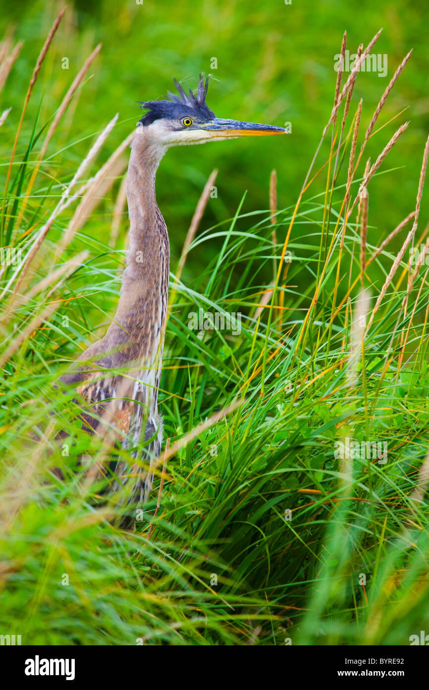 great blue heron (ardea herodias) standing in the tall grass; skagway, alaska, united states of america Stock Photo
