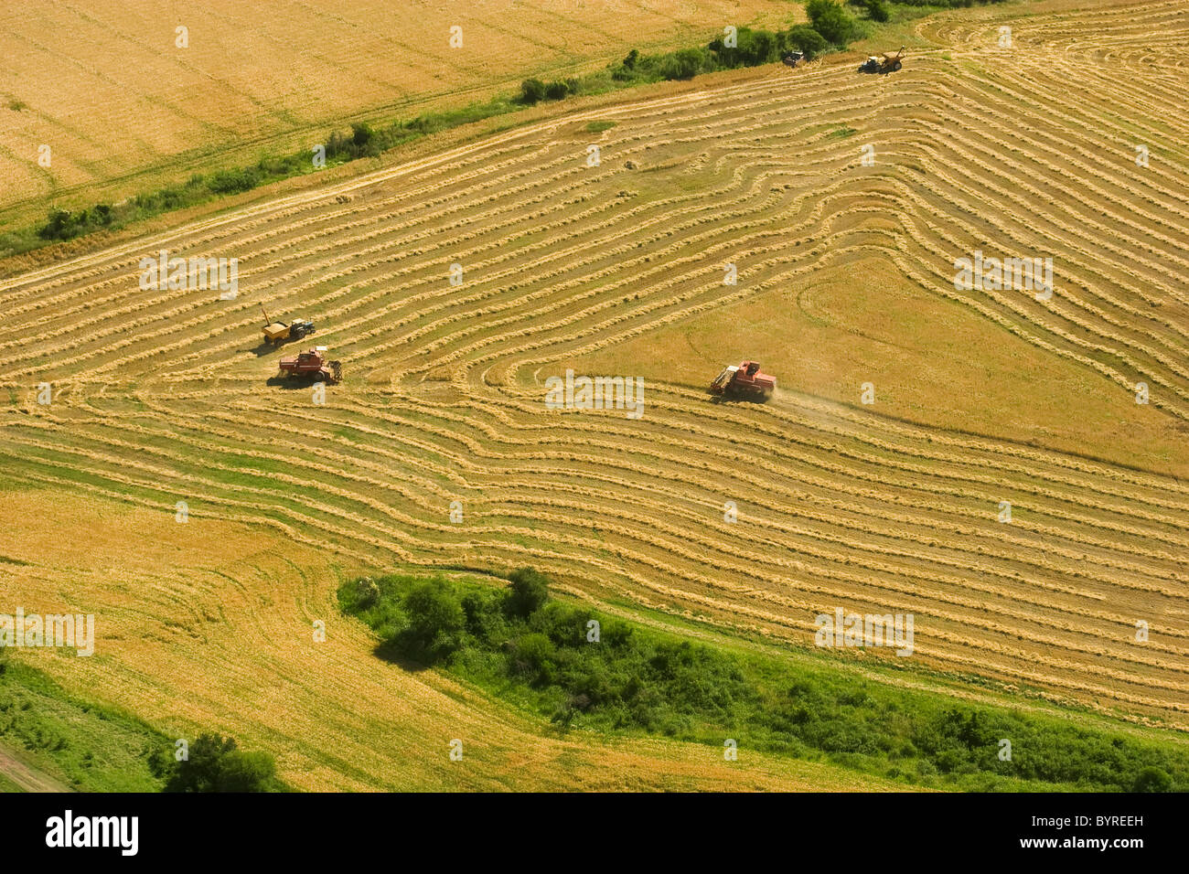Agriculture Aerial view of combines harvesting wheat with full grain