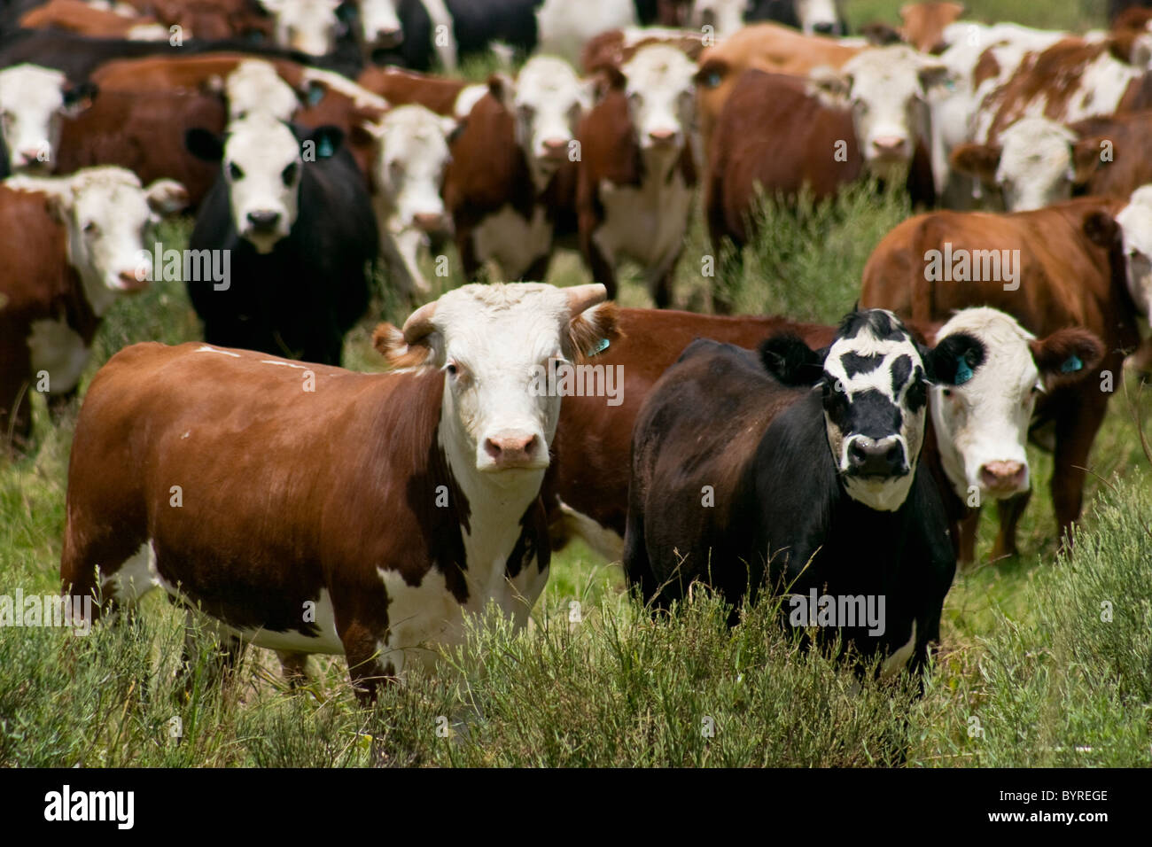 Agriculture - A herd of Crossbred beef cattle on a green pasture / Uruguay. Stock Photo