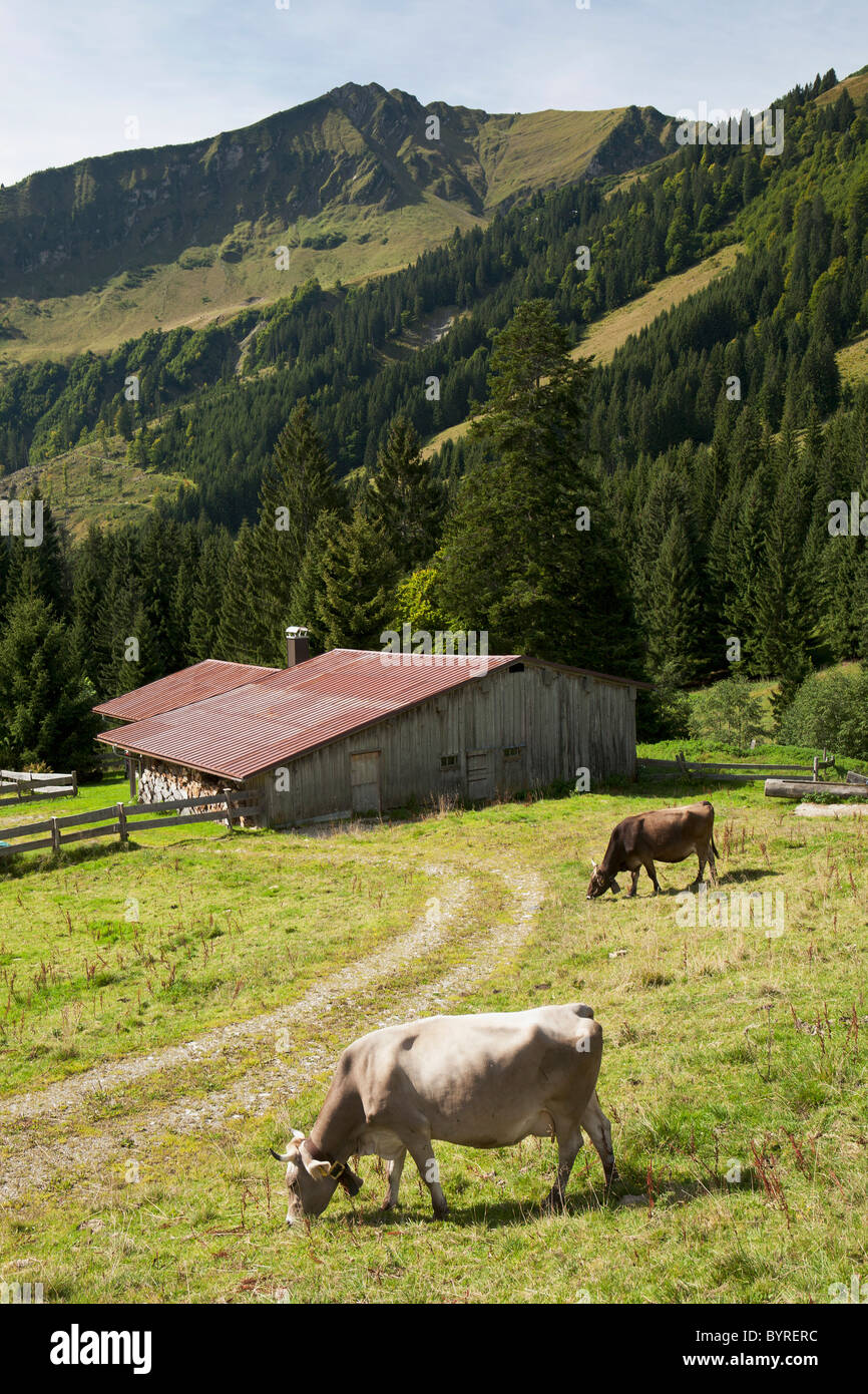 cattle grazing on an alpine meadow with a barn and mountains in the background; oberstdorf, germany Stock Photo