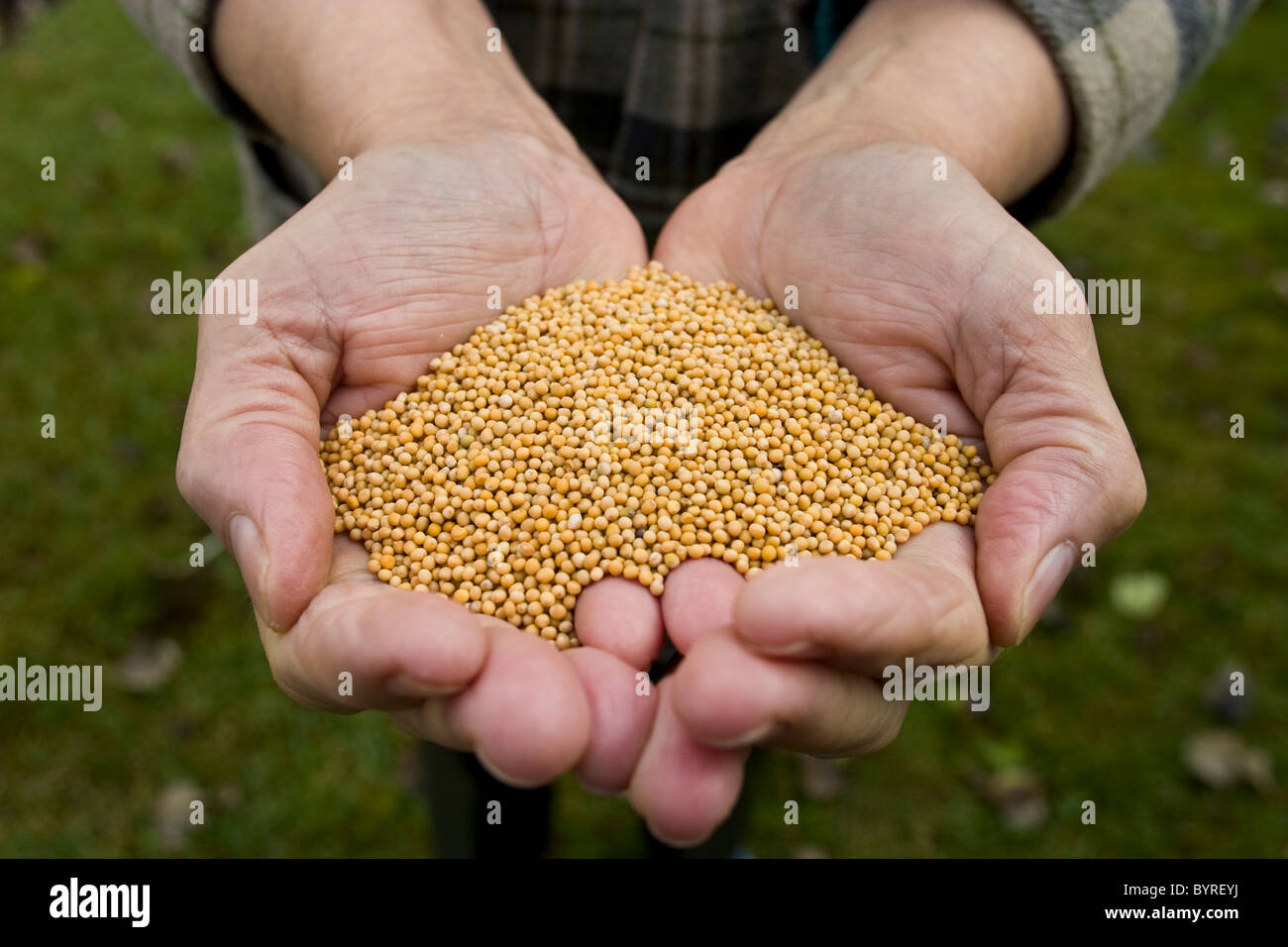 Agriculture A farmer’s hands holding harvested yellow mustard seed / Manitoba, Canada Stock