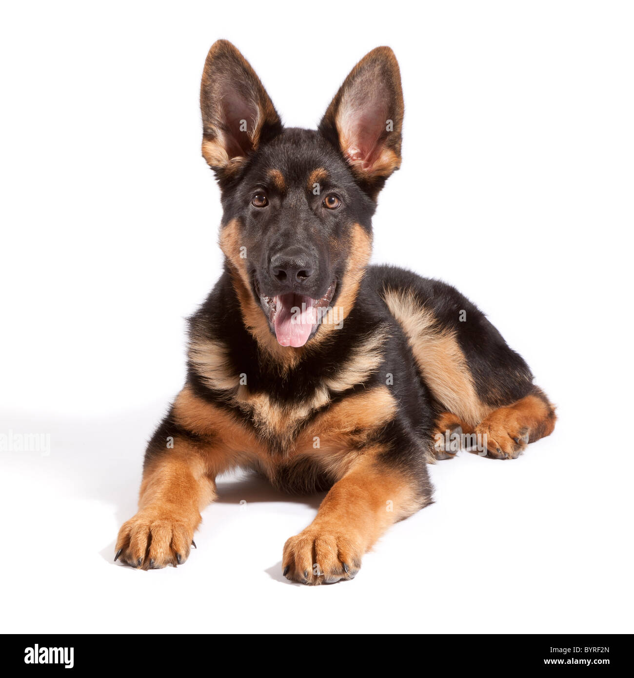 Male deals german shepherd