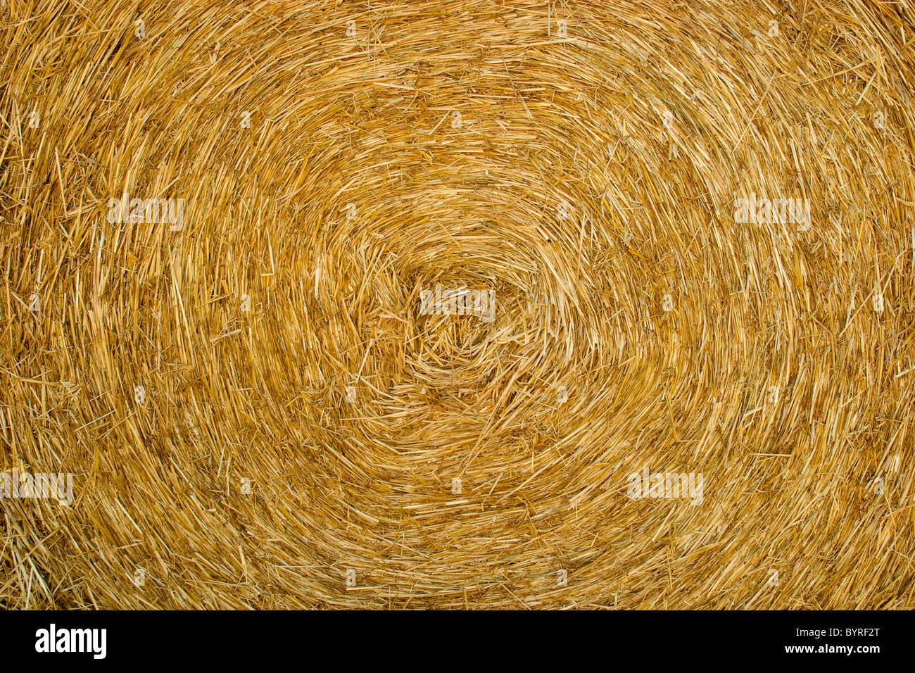 Agriculture Detail of a bale of barley straw / Manitoba, Canada Stock