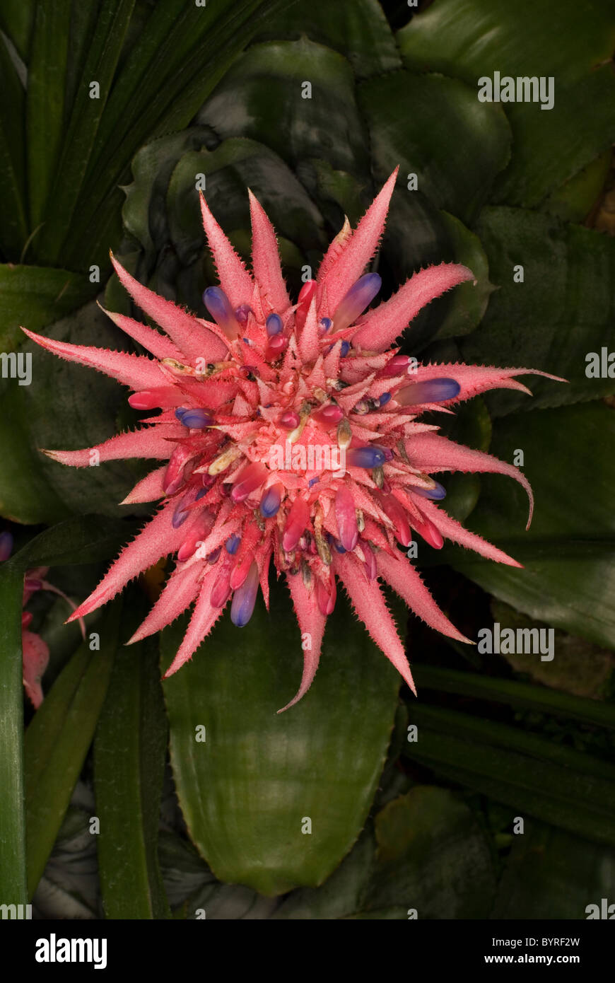 Vriesia hybrid,bromeliceae flower, Chiang Mai,Thailand Stock Photo