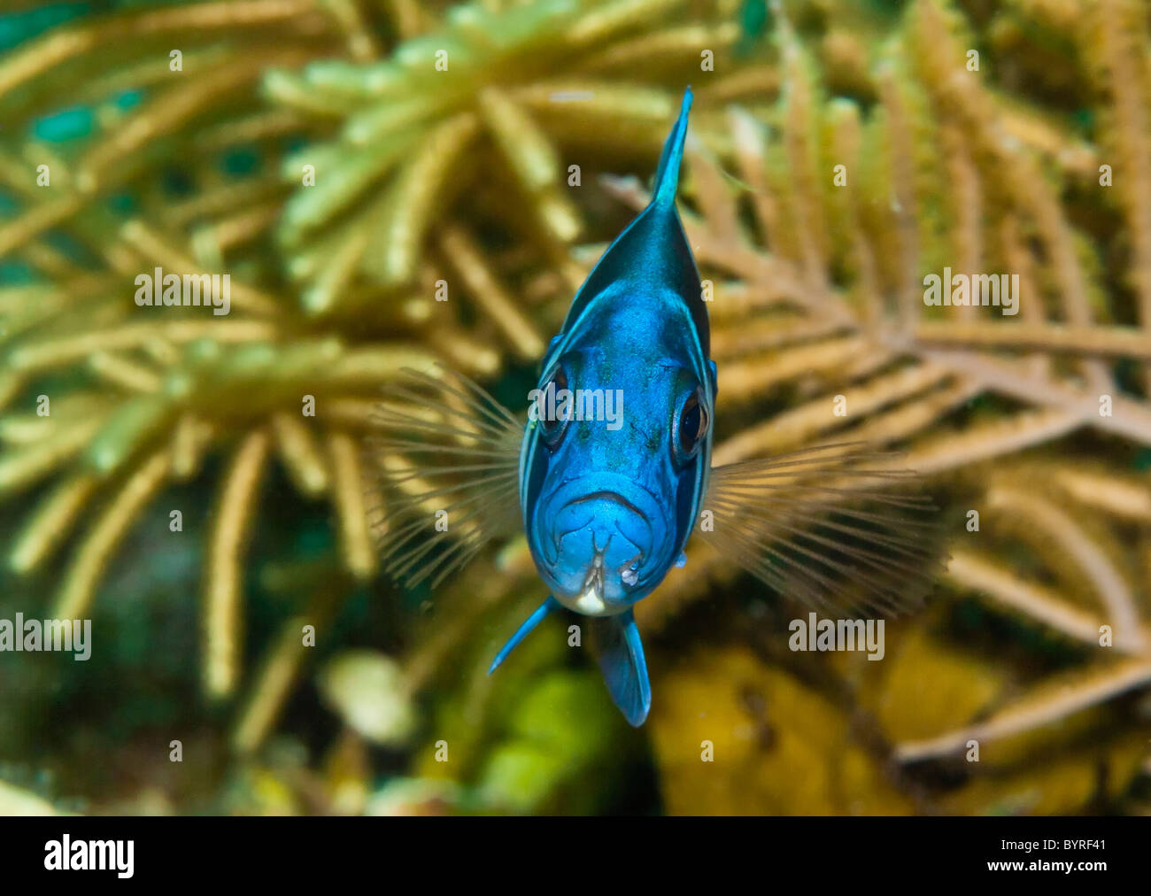 Close up of Indigo Hamlet on coral reef Stock Photo
