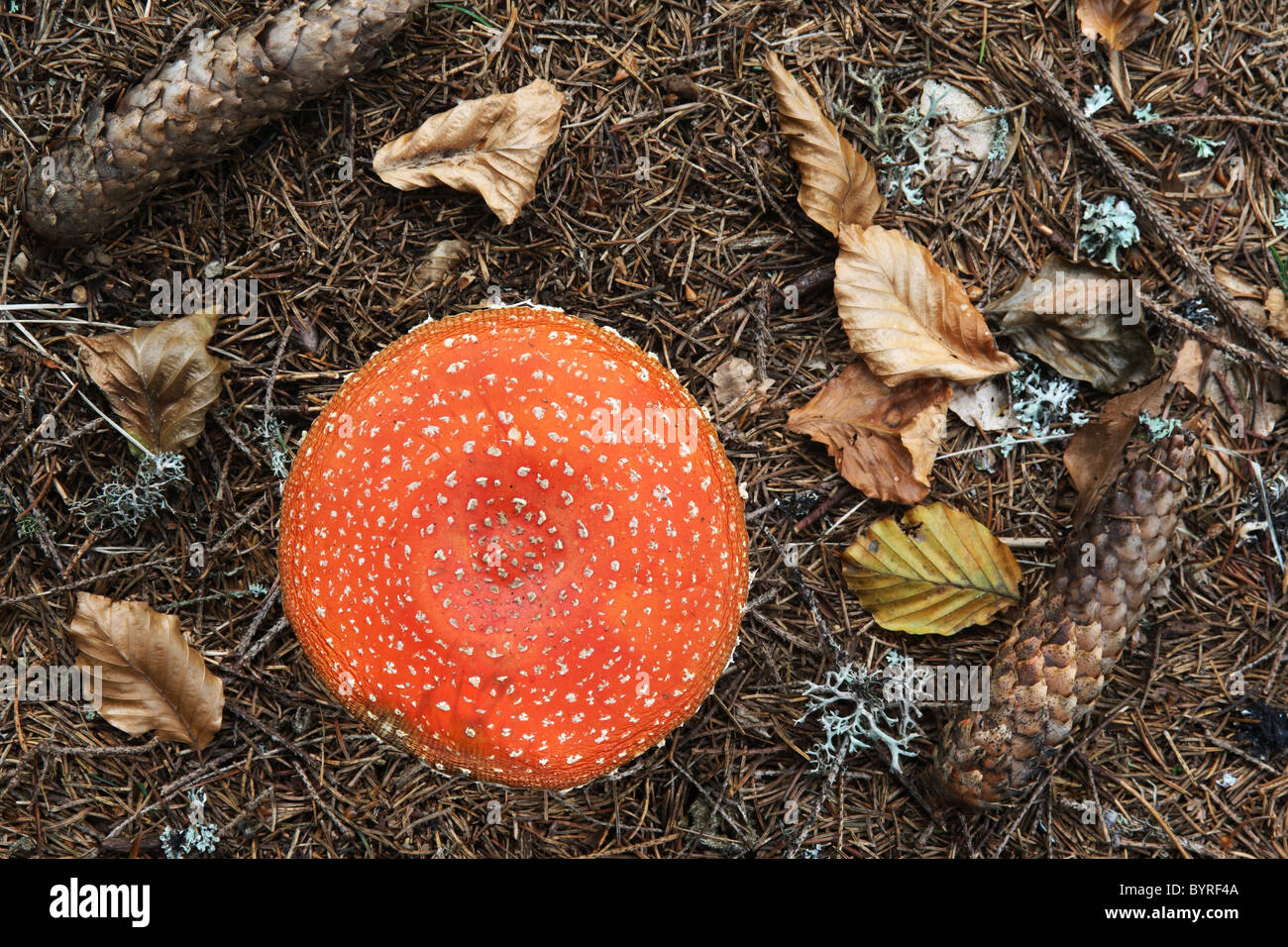 A composition of various elements from a forest: mushroom, spruce cones, leaves, lichen and moss Stock Photo