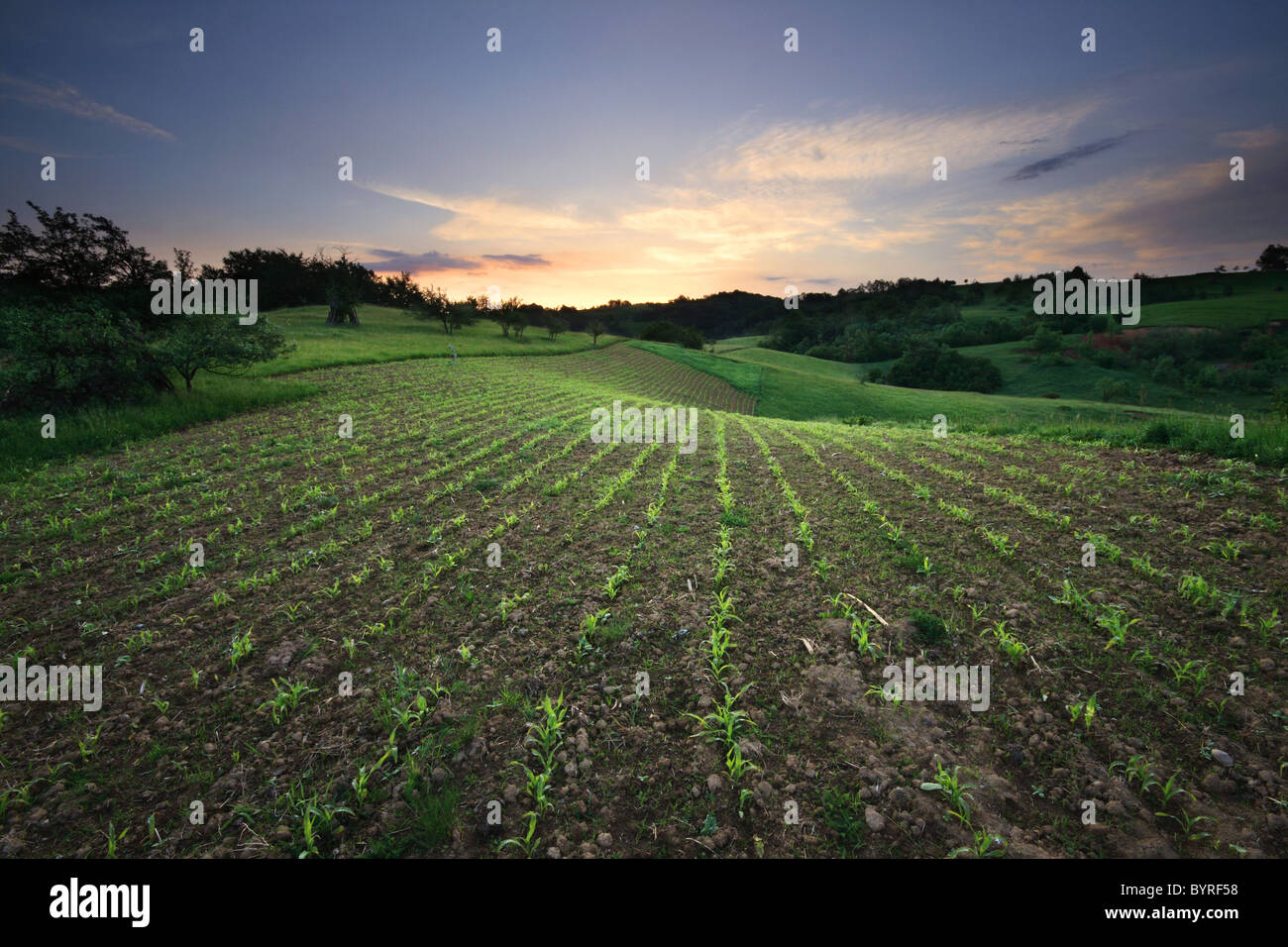 Spring crops over rolling hills at sunrise - Romanian countryside Stock Photo