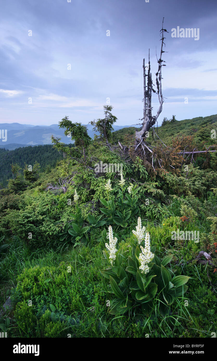 Wild flowers and alpine vegetation in the Western Carpathian Mountains, Romania Stock Photo