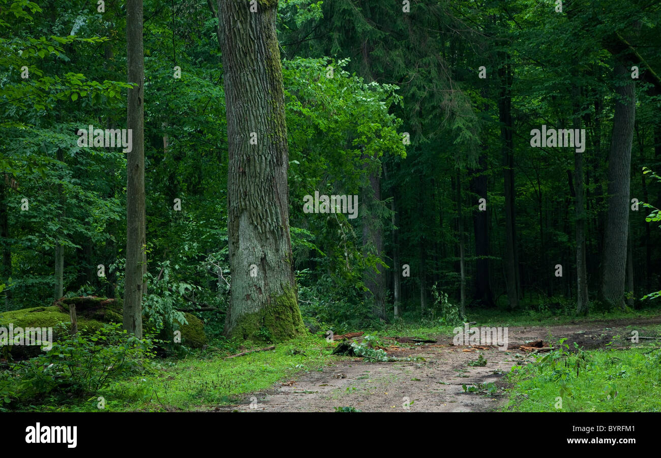 Deciduous stand of Bialowieza Forest at cloudy summertime day and ground road leading inside stand with old oak tree on left Stock Photo