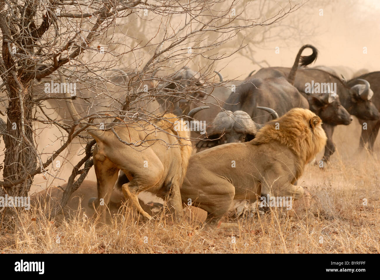 Two adult male lions in battle over a buffalo calf they took down now challenged by a herd of over 300 Cape buffalo. Stock Photo