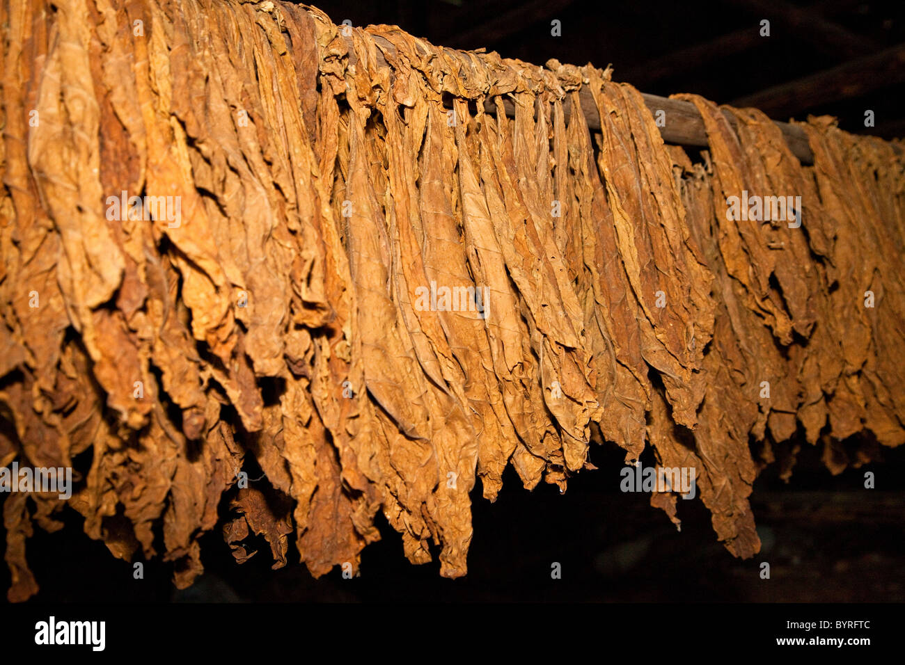 Dried tobacco leaves hi-res stock photography and images - Alamy
