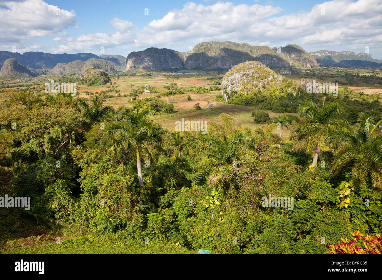 Cuba, Pinar del Rio Region, Valle de Viñales (Vinales) Area. Limestone Mogotes Provide a Backdrop to Fields of Tobacco and Corn. Stock Photo