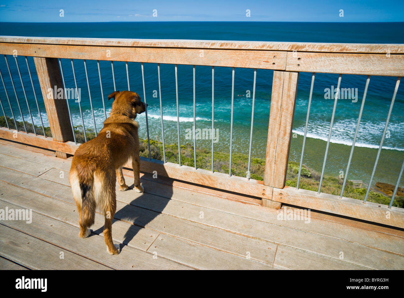 Dog watching waves at Bell's Beach Stock Photo