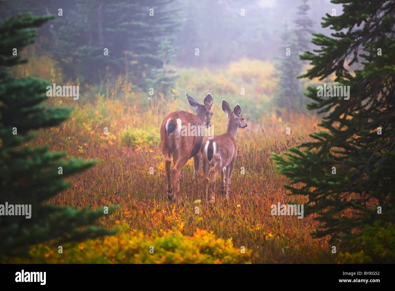deer in the fog in paradise park in mt. rainier national park; washington, united states of america Stock Photo