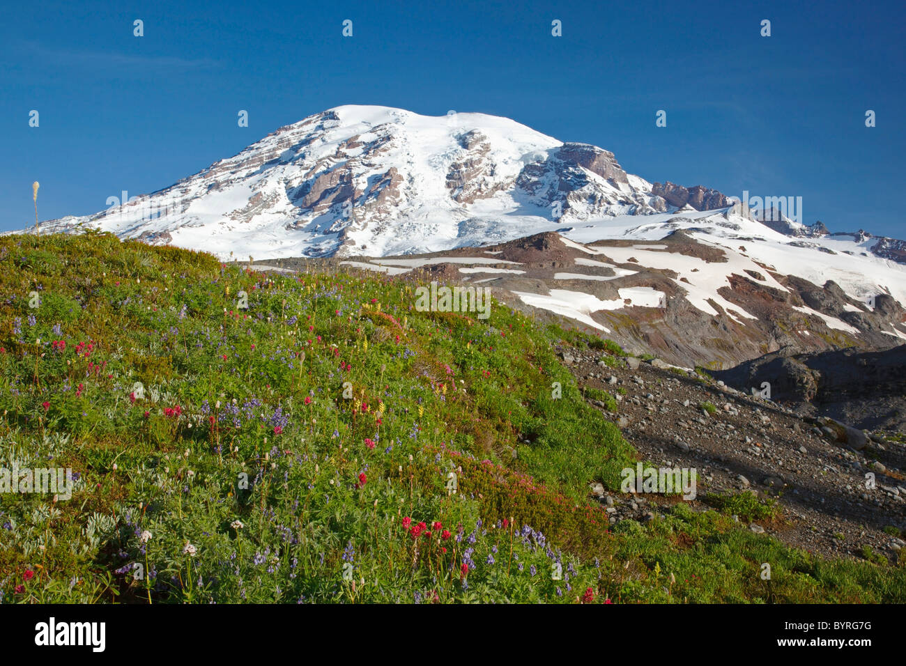 wildflowers at the foot of mount rainier in paradise park in mt. rainier national park; washington, united states of america Stock Photo
