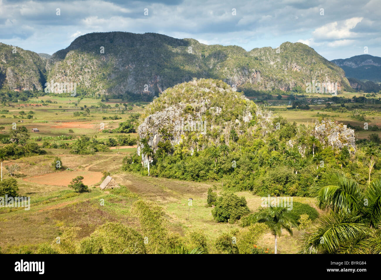 Cuba, Pinar del Rio Region, Valle de Viñales (Vinales) Area. Limestone Mogotes Provide a Cuba, Pinar del Rio Region, Valle de Viñales (Vinales) Area. Limestone Mogotes Provide a