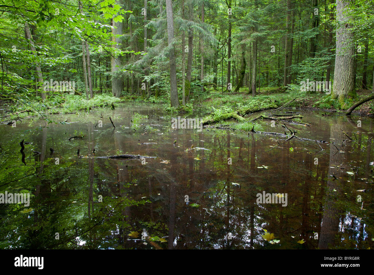 Springtime wet deciduous forest with standing water Stock Photo