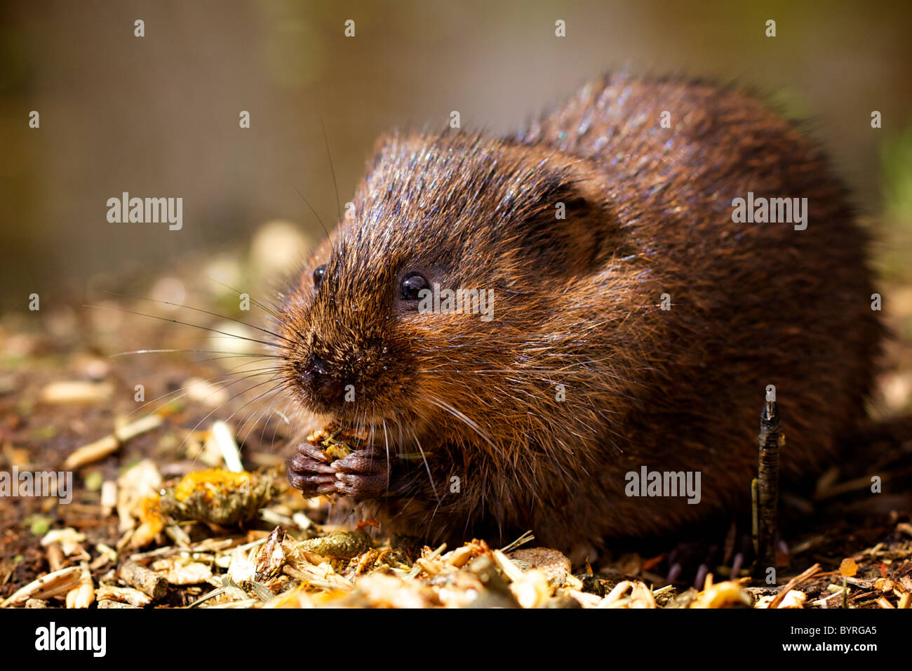 A small water vole eating Stock Photo