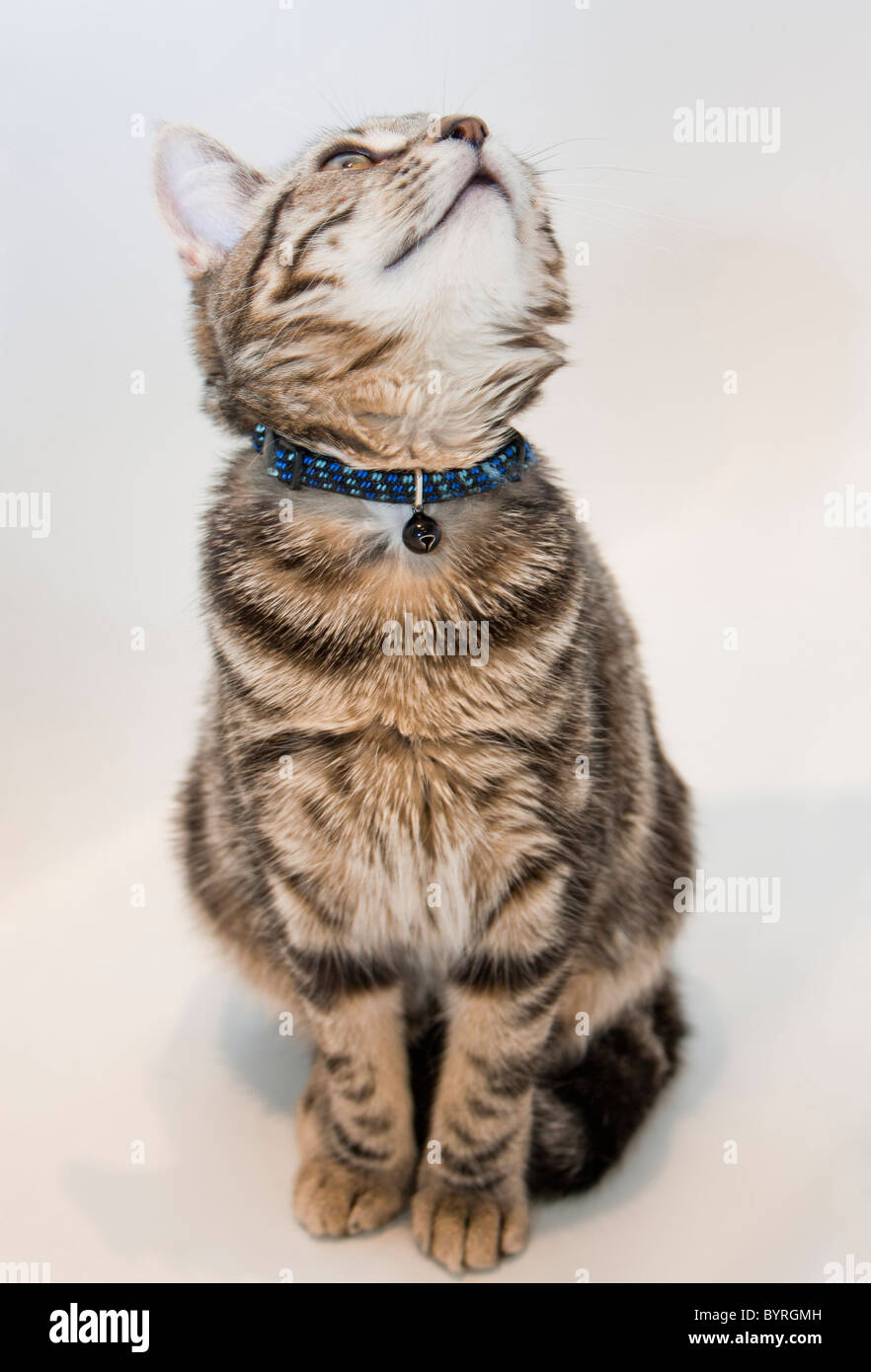 Cat full body hi-res stock photography and images - Alamy